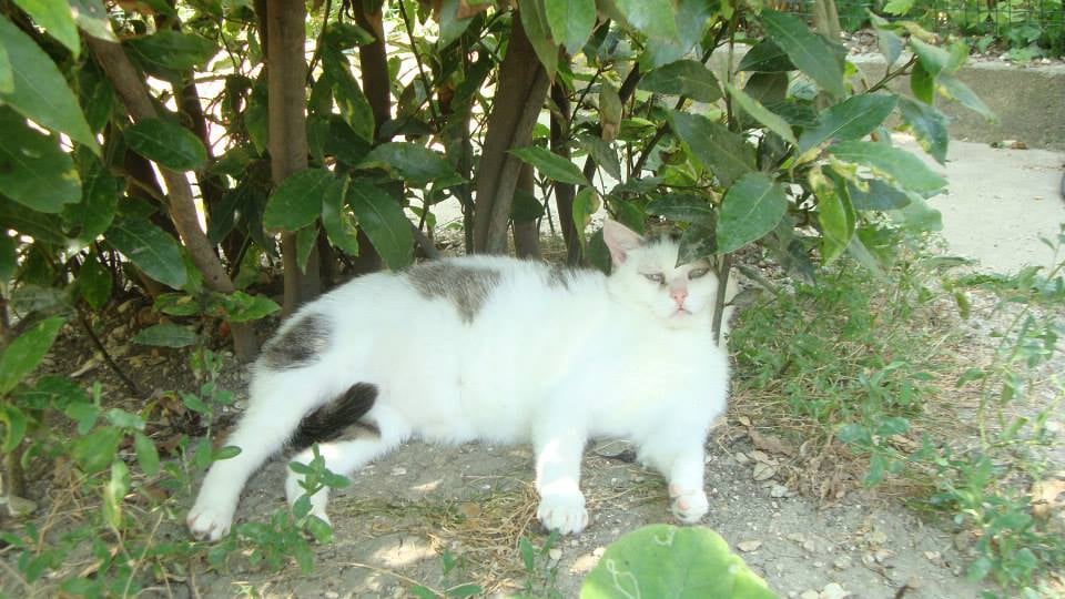 Association "Les Chats de Limeil" 3